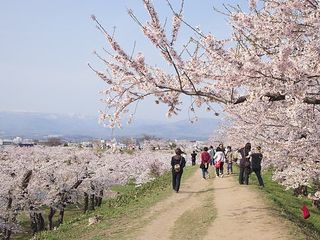 赏樱花祭