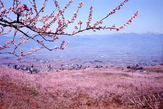 长春到日本旅游攻略