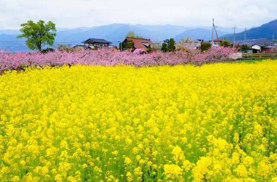 长春哪家旅行社好