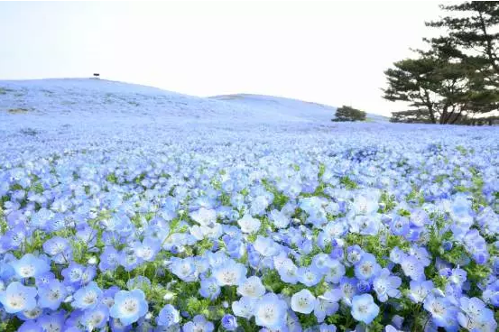 长春到日本旅游攻略